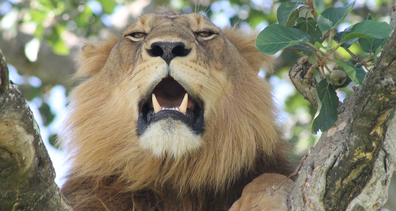 16-Day Tour with Primates Safari in Uganda. - Ngoni Safaris Uganda