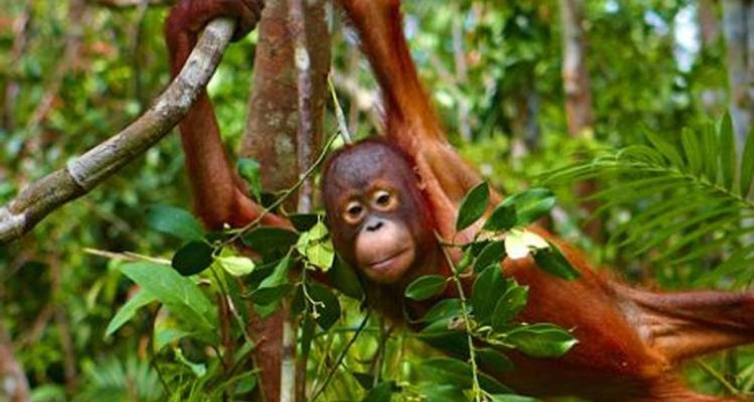 Grandes Créatures Orangs- outans et Dragons - No Roads Expeditions