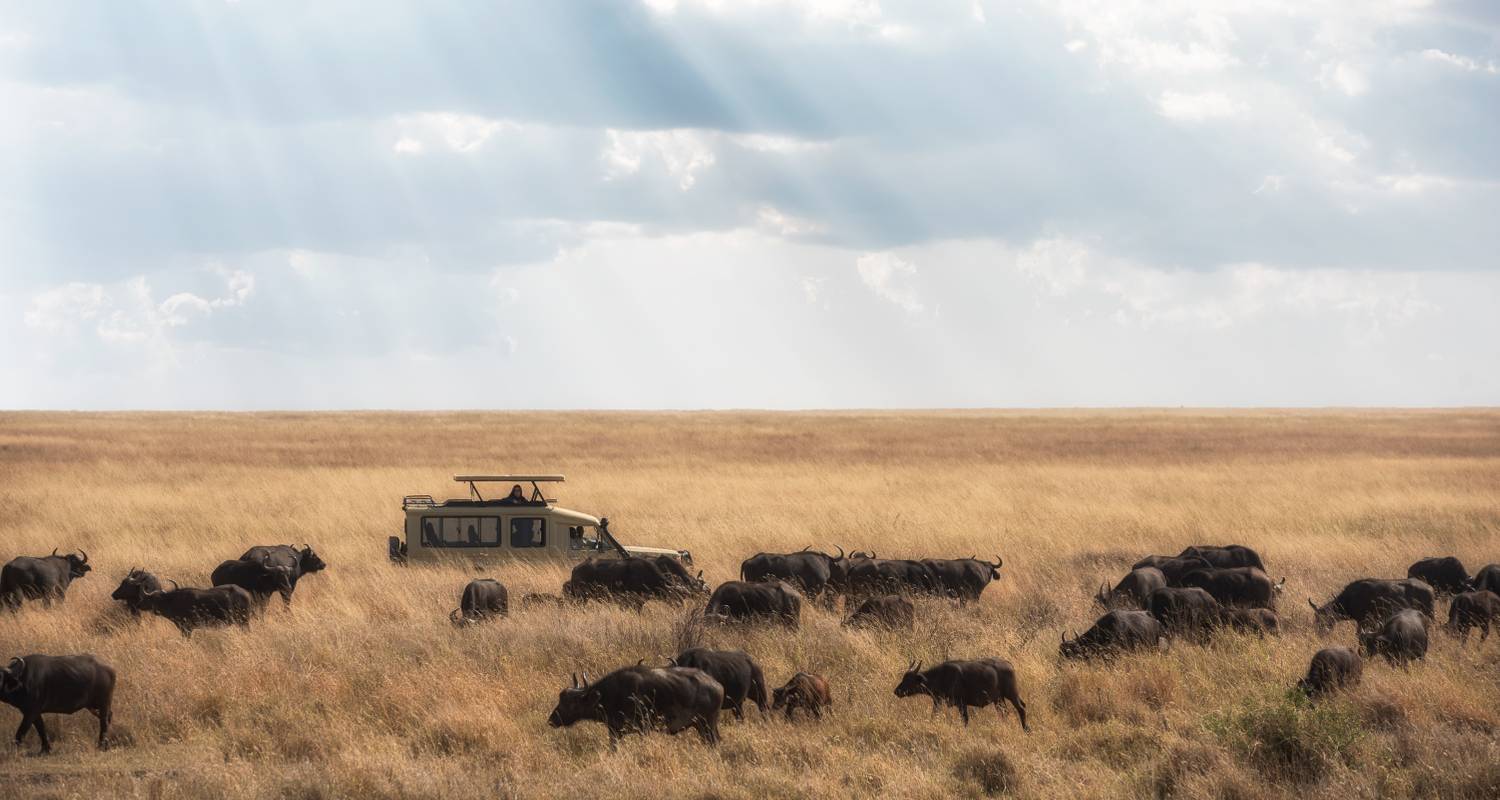 Tansania - Reise der Gnus (Mittelklasse) - 7 Tage - safari - African Miles Travel Agency