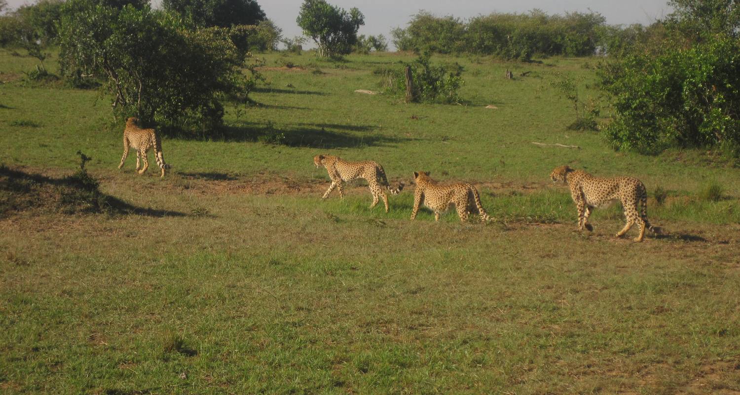 3 days Murchison Falls Wildlife Safari - Primate World Safaris (U) Ltd
