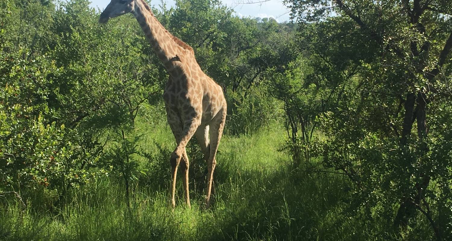 3 Madikwe Game Reserve Luxury By Timeline Travel DMC Code 25743   193646 5e43b795b59e1 