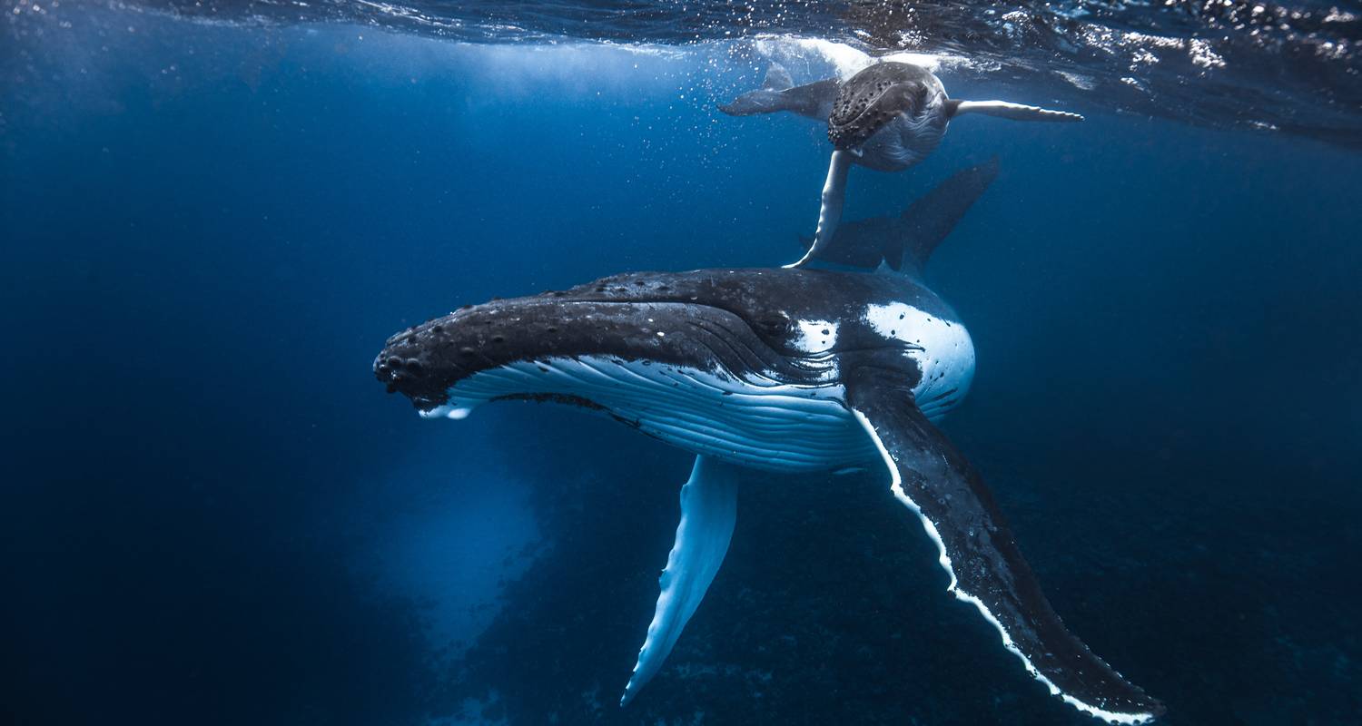 Whales humpback underwater young calf diver waters whale real show two tonga tongan brit stunning taken swns time vava novaeangliae