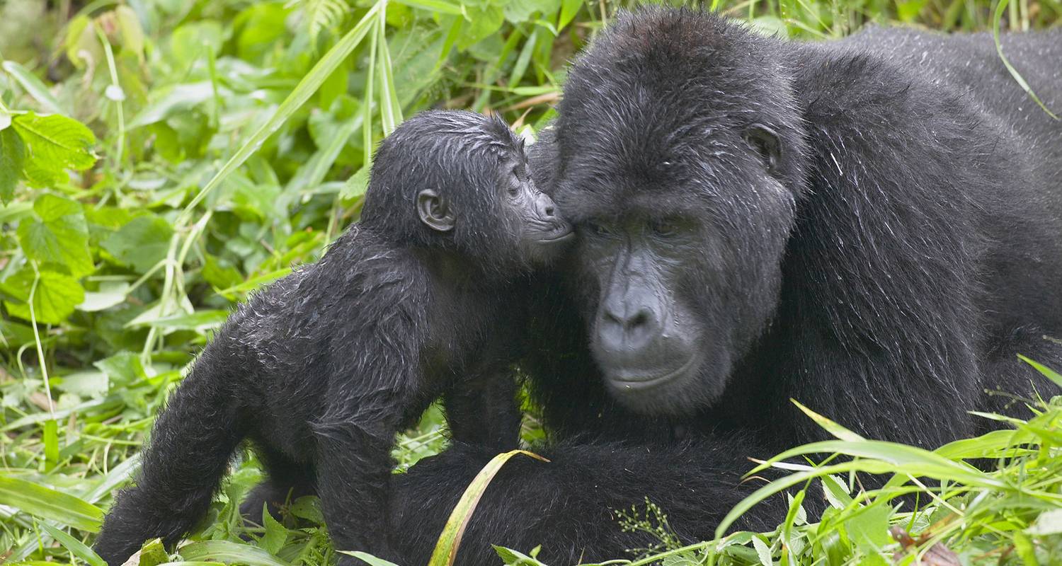 6 Days Uganda Wildlife Chimpanzee Safari - Ngoni Safaris Uganda