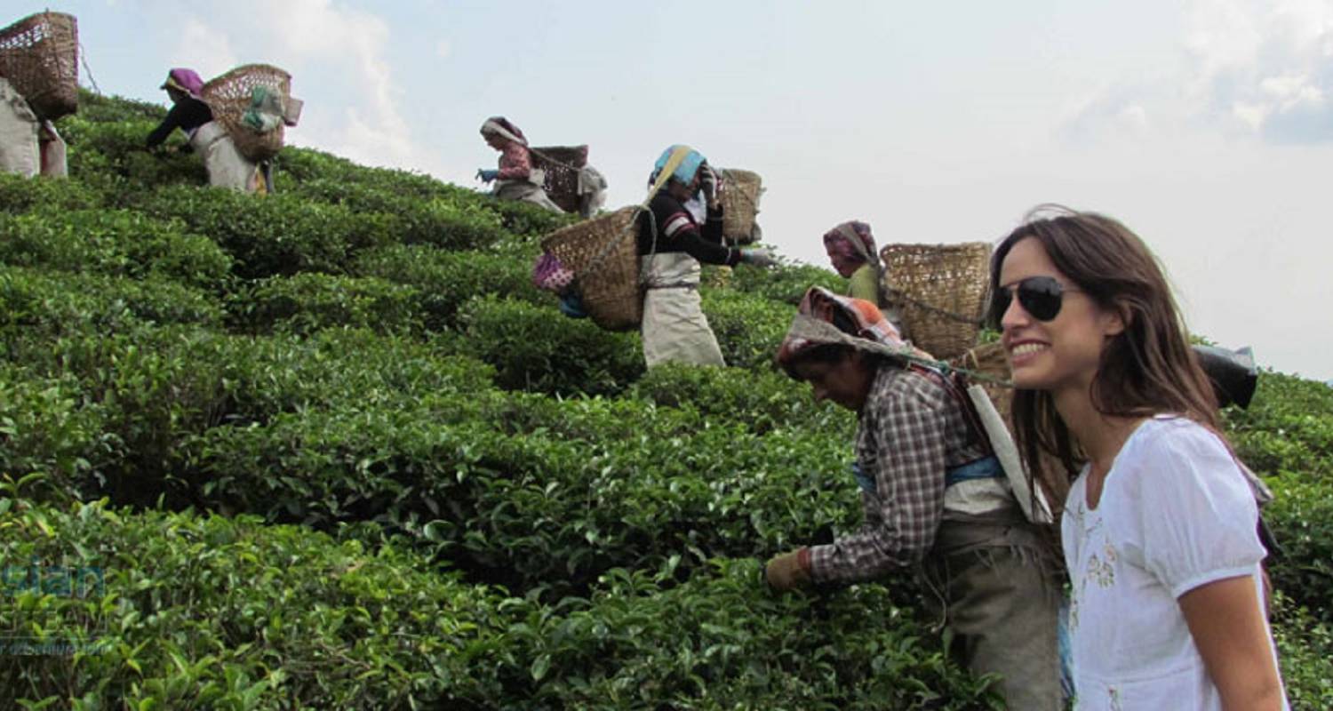 Teeplantagen im östlichen Nepal - Mega Mount Treks and Expedition Pvt.Ltd. 