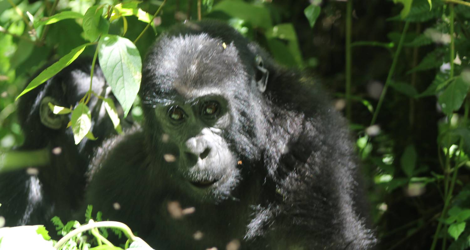5-Day Magical Gorillas Experience and Zebra Tour - Ngoni Safaris Uganda