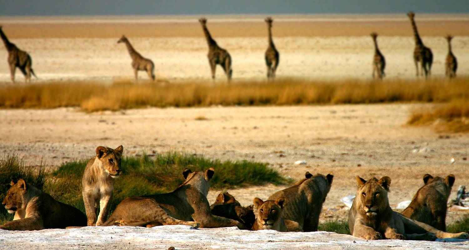 5 Tage/4 Nächte Namibisches Abenteuer (Komfort) - Across Africa Tours & Travel