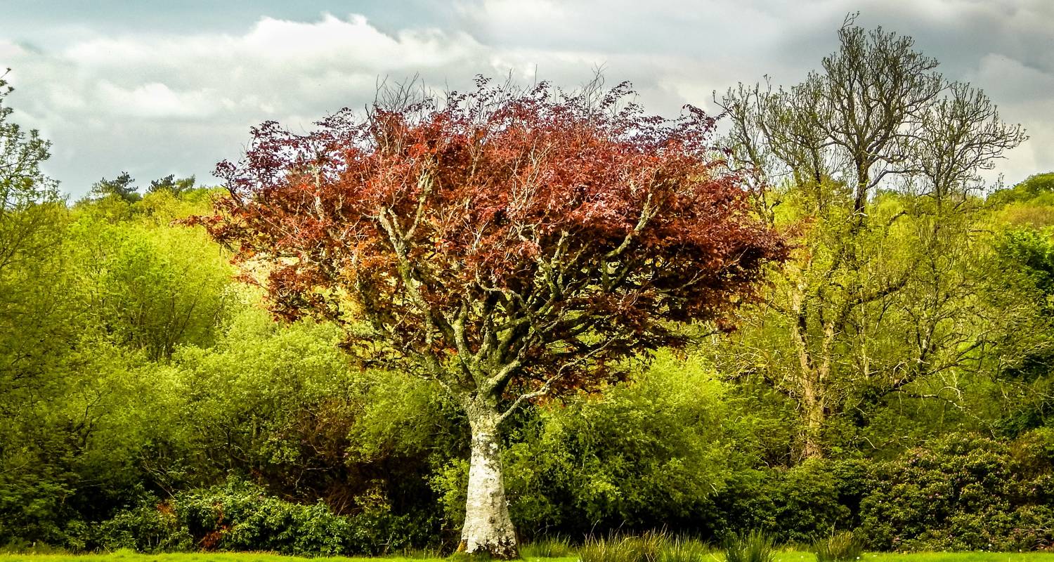 Mystical Ireland - 8 Days/7 Nights - CIE Tours