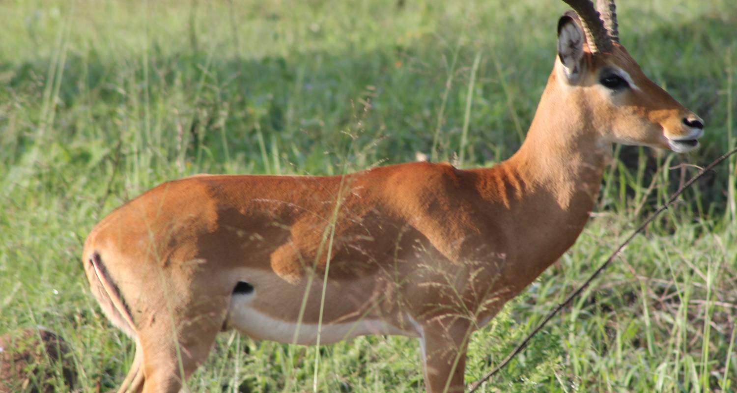 3-Day Akagera National Park Wildlife Safari - Ngoni Safaris Uganda