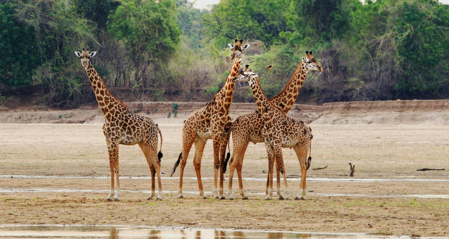 Safari Tours & Trips in South Luangwa National Park