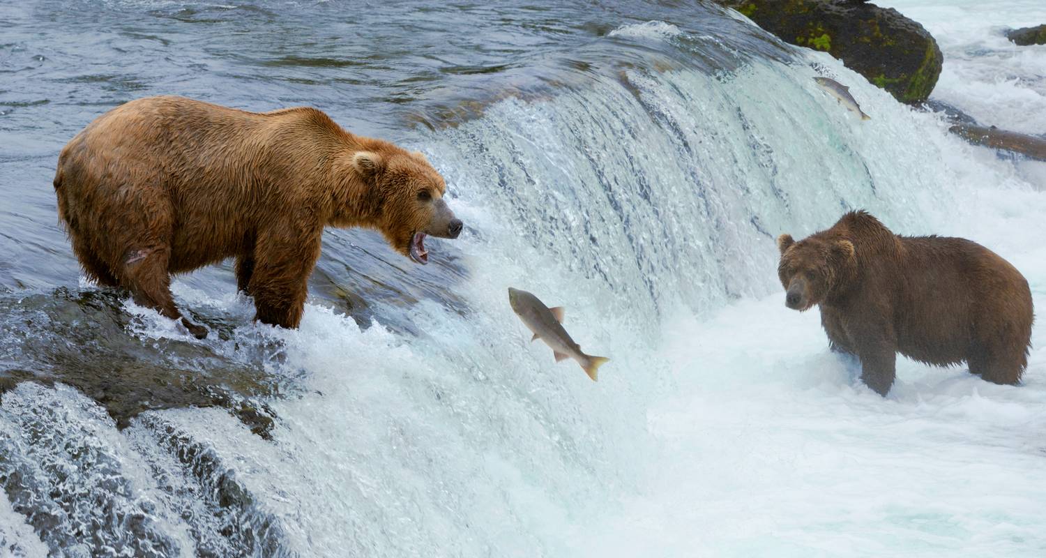 Alaska 7-Day Brown Bear & Denali Adventure - BrushBuck Wildlife Tours