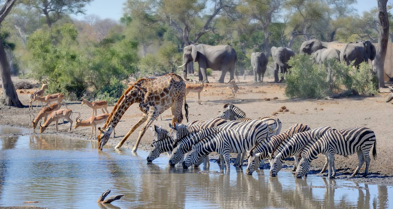 Национальный парк Крюгера в Африке. Водопой Серенгети национальный парк. Национальный парк Крюгера животные. Жираф заповедник Крюгера.