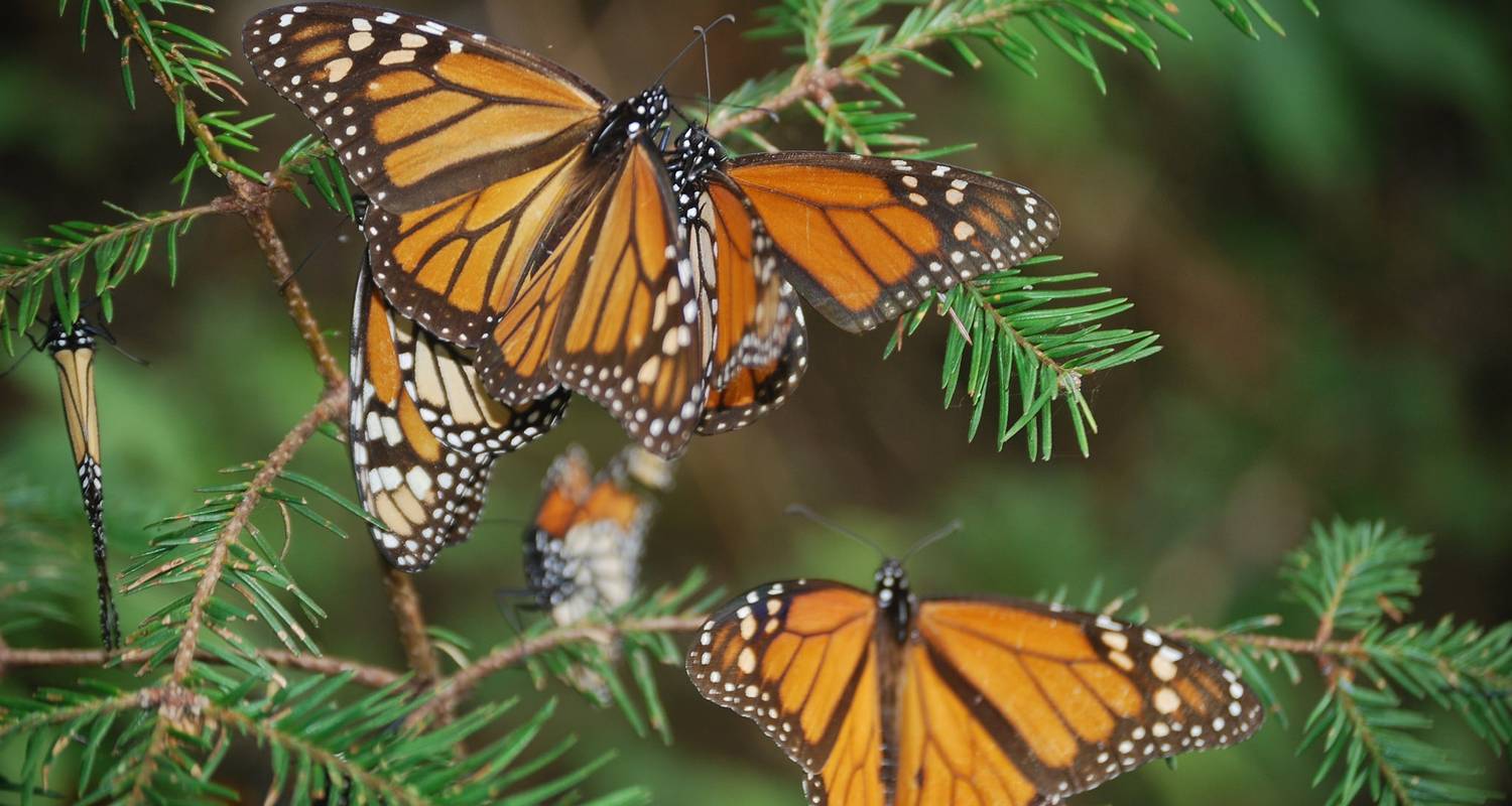 Amazing Monarch Butterfly´s life by Destination Services