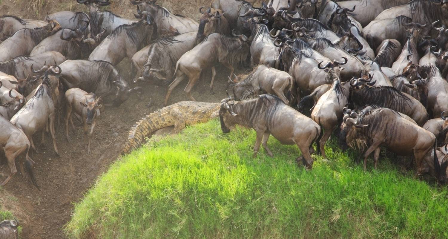 Safari Mara Fly, Lodges Mara Engai - Prime Safaris