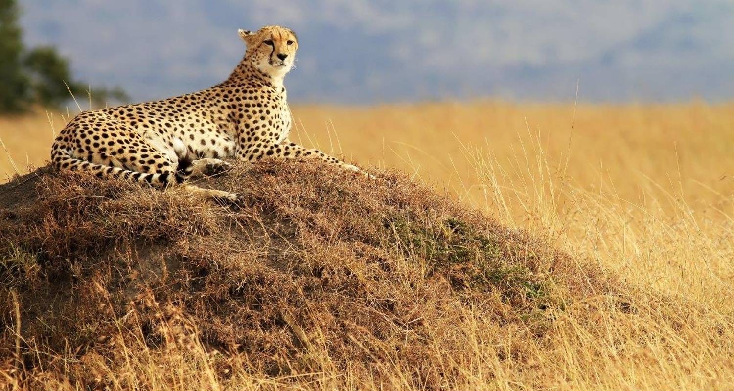 Simply Kenya, Sopa Lodges 6 Days - Private Tour - Prime Safaris