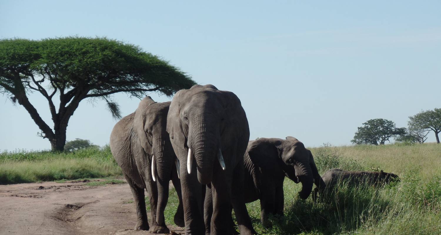 5 Days Amboseli-Masai Mara Air Package - Muraa African Safaris