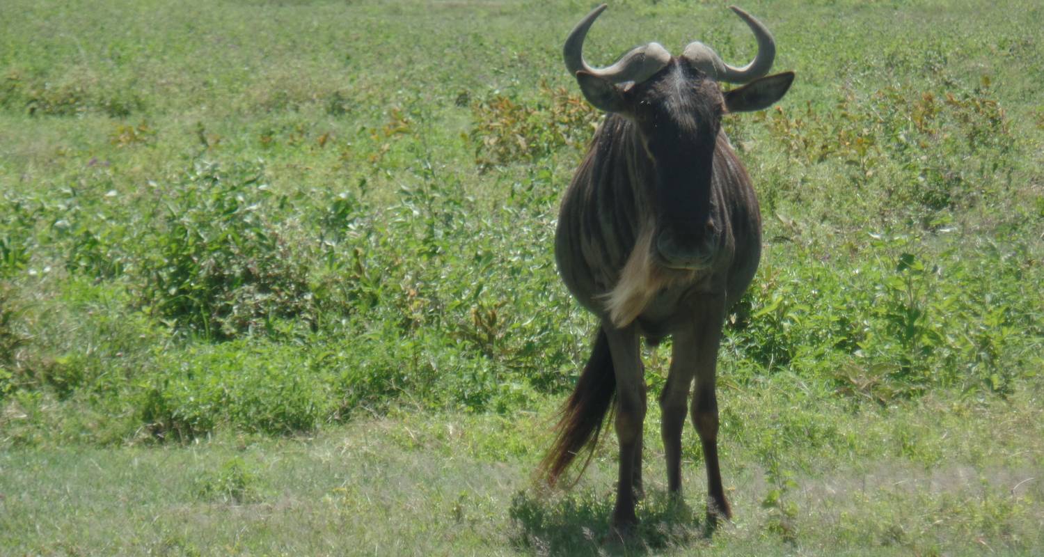 Kenia und Tansania Gnu Safari - 11 Tage  - Muraa African Safaris