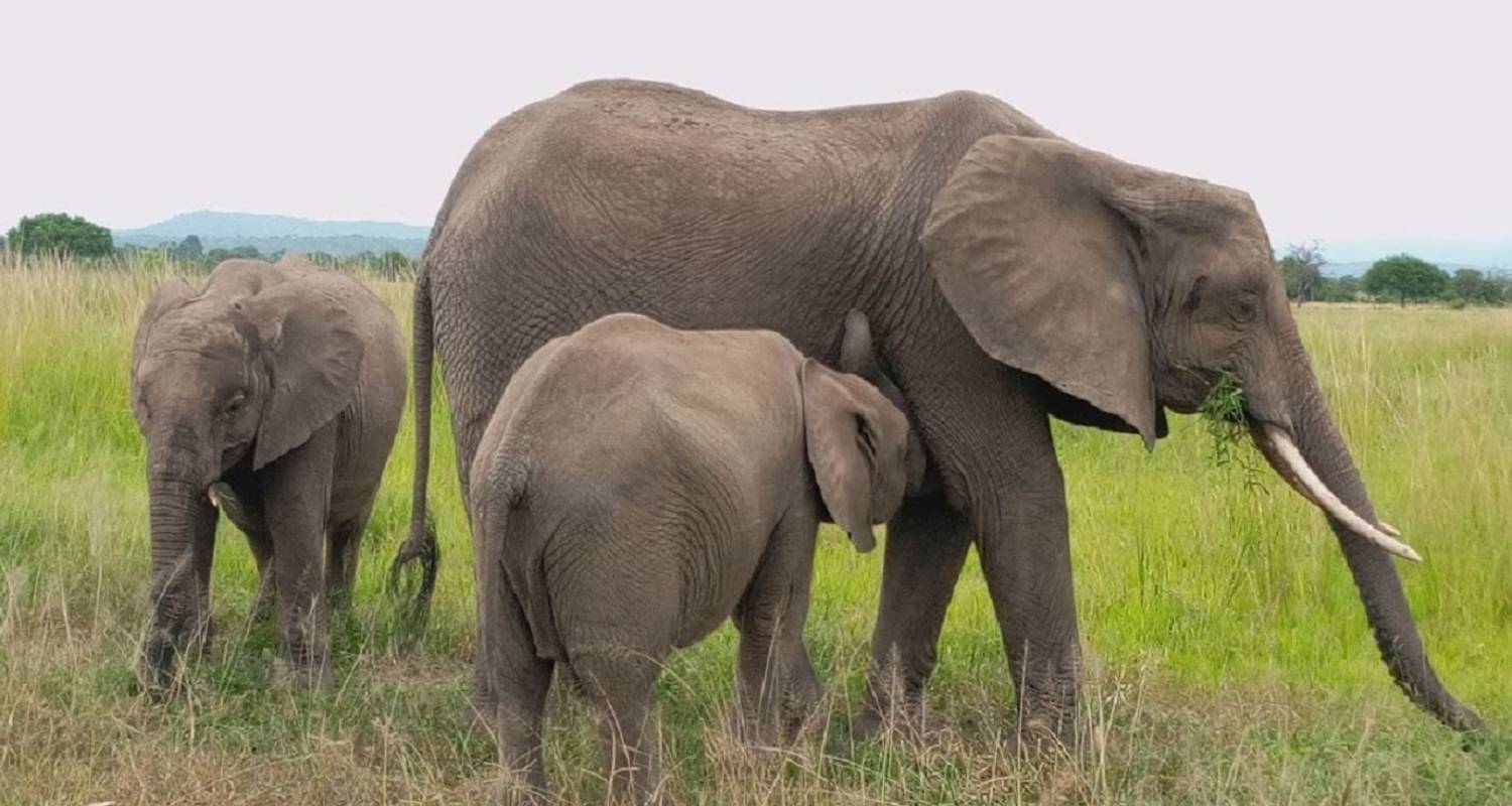 8 Days Mikumi NP, Ruaha NP and Nyerere NP (Selous GR) the best of Southern Tanzania. - African Pangolin Safaris