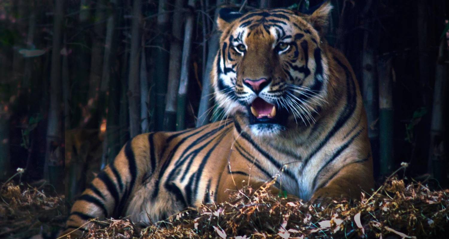 Incroyable safari animalier au cœur de l'Inde centrale - Agora Voyages OPC Pvt Ltd