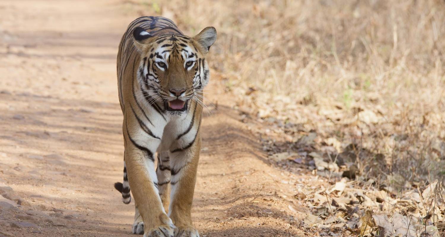 Increíble safari por la fauna y circuito turístico - Agora Voyages OPC Pvt Ltd