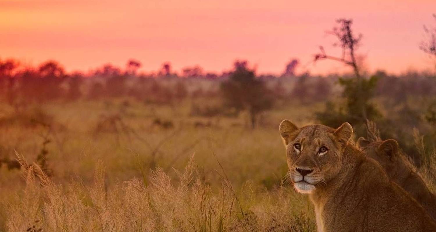 Big Five Safaris from Johannesburg