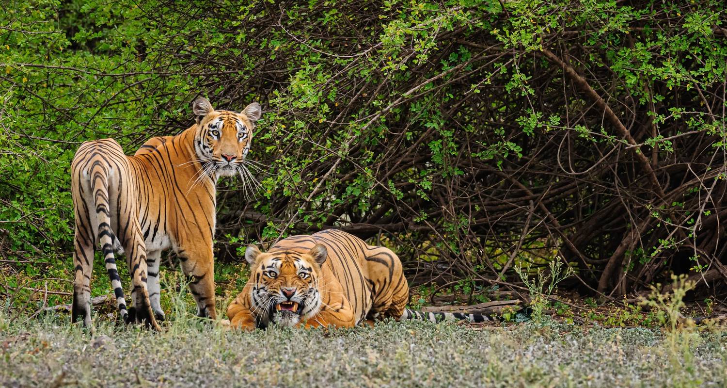 Tesoros culturales y expedición a la naturaleza: de Hubli a Hampi y Parque Nacional de Anshi - Agora Voyages OPC Pvt Ltd