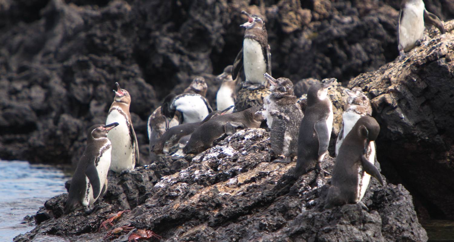 Galapagos Entdeckungsreise - 5 Tage, 4 Nächte - Via Natura Ecuador