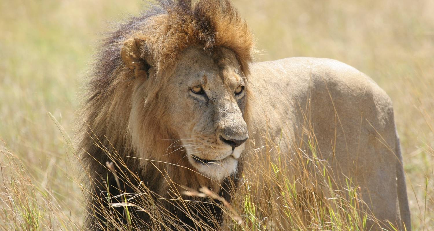 Esplendor de Sudáfrica y Cataratas Victoria con el Parque Nacional de Chobe y Maasai Mara - Globus