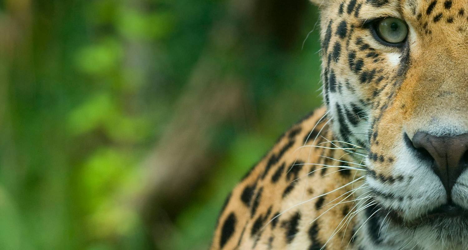 Brasilien in den Spuren des Jaguars - Signature Tours