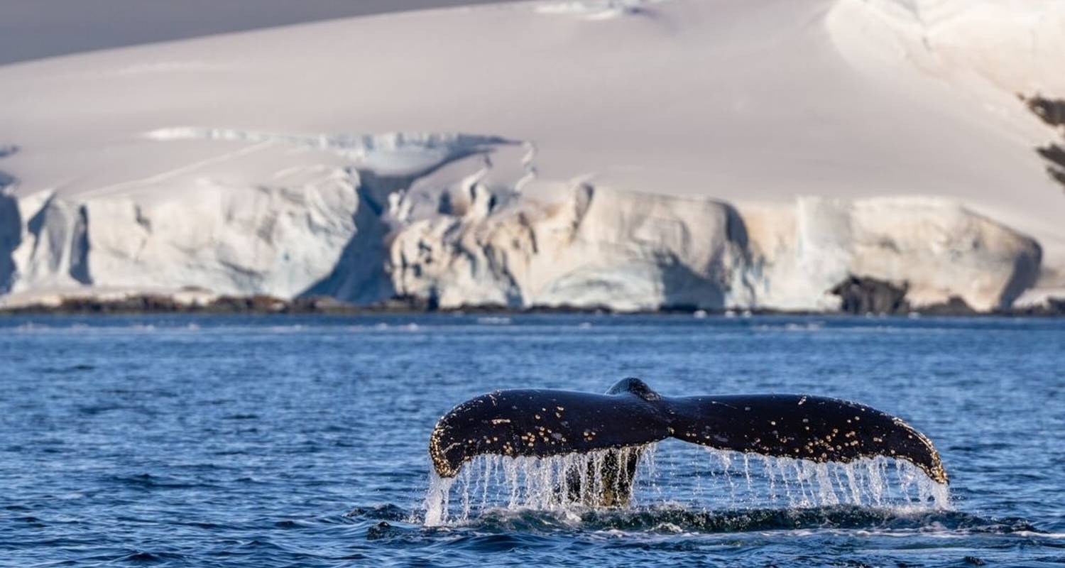 WWF Giganten der Antarktis (Ocean Endeavour) - Intrepid Travel