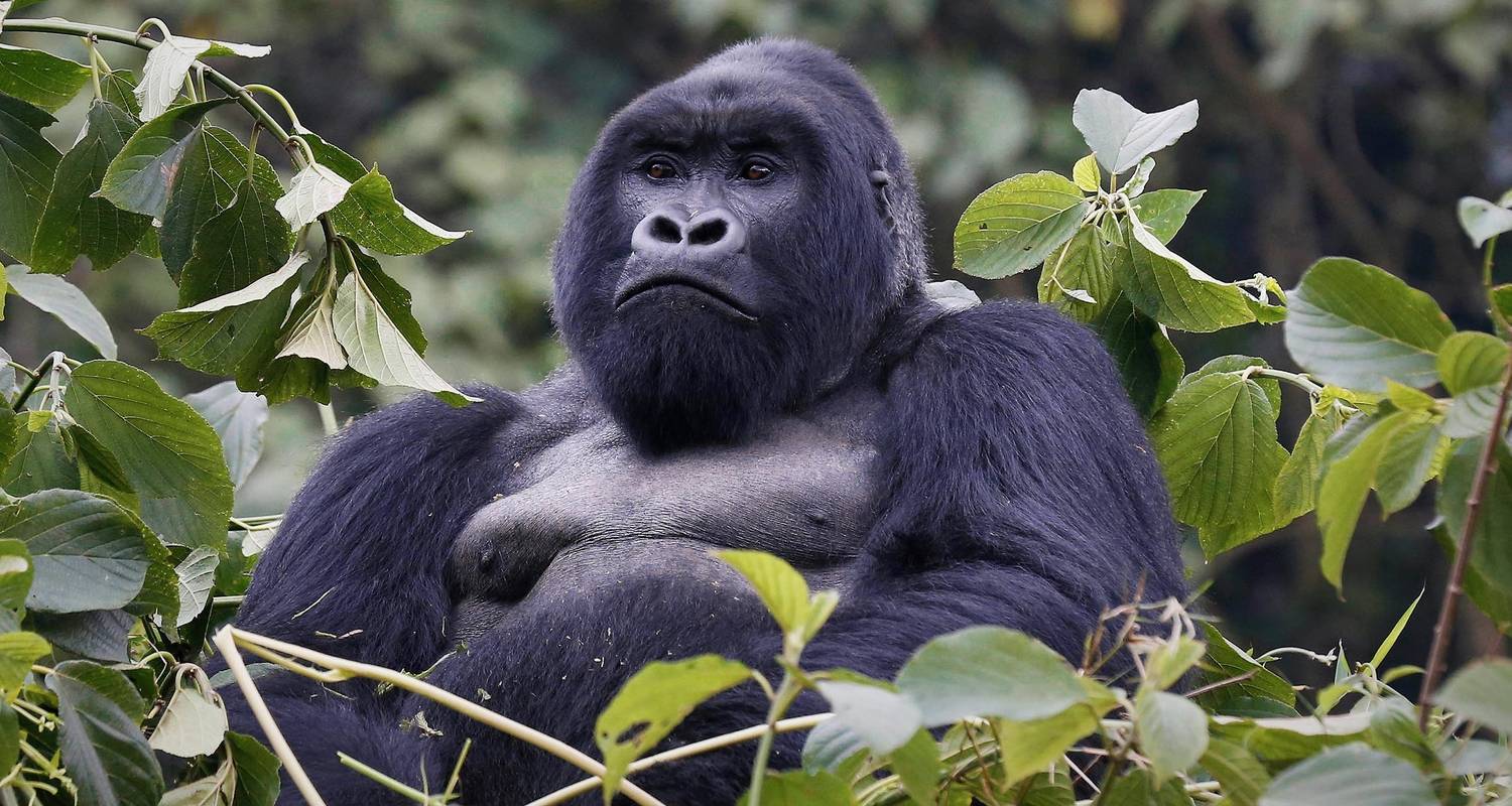 Private Tours & Trips in Bwindi National Park