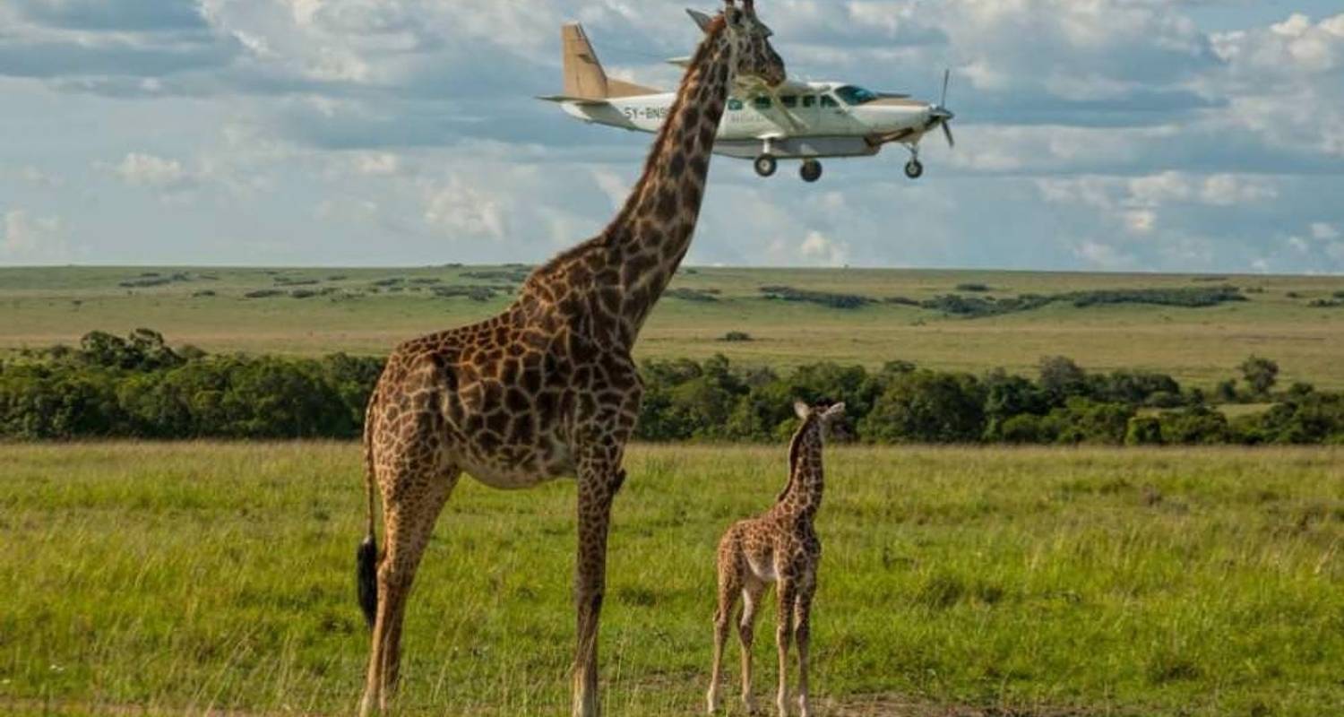 4 - días, 3 - noches Flying safaris Masai Mara Luxury Governors Camp - High End - Gracepatt Ecotours Kenya