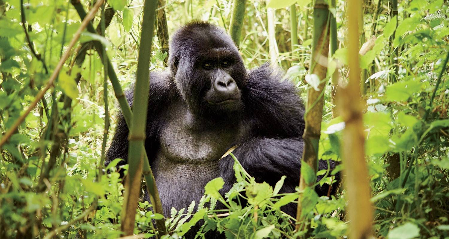 13-Day Uganda Gorillas & Masai Mara Overland Safari - Exciting Africa Holidays