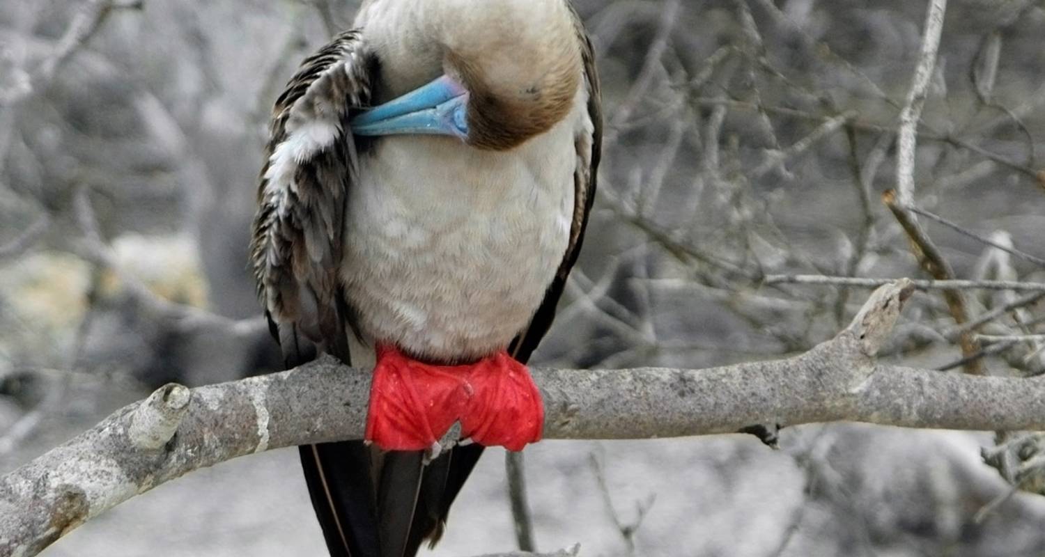 Galapagos-Kreuzfahrt - Zentrale und nördliche Inseln in 4 Tagen an Bord der Monserrat - Via Natura Ecuador