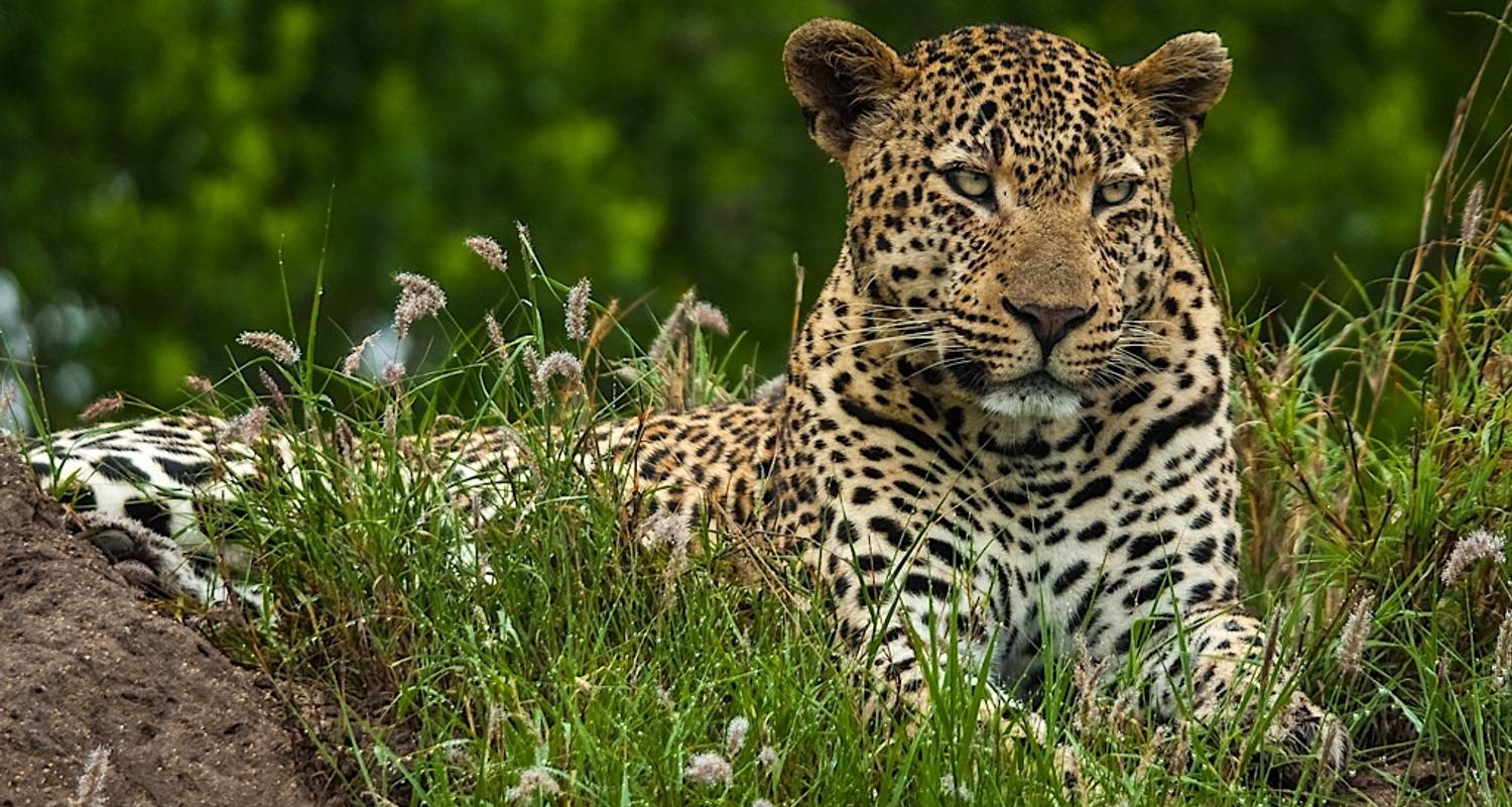 10-Day Botswana Tour Packages