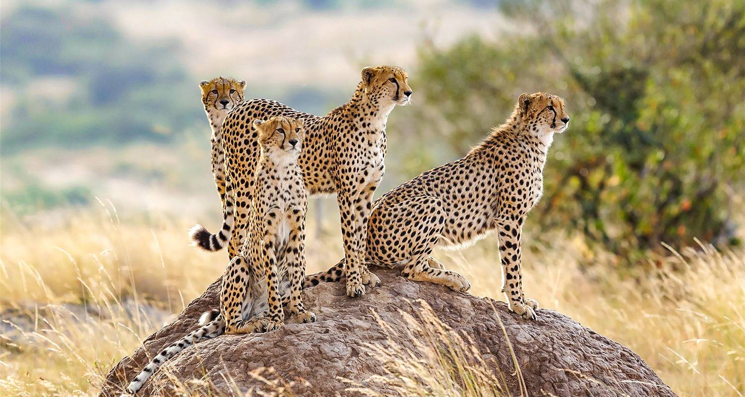 Wildlife Tours & Trips in Africa