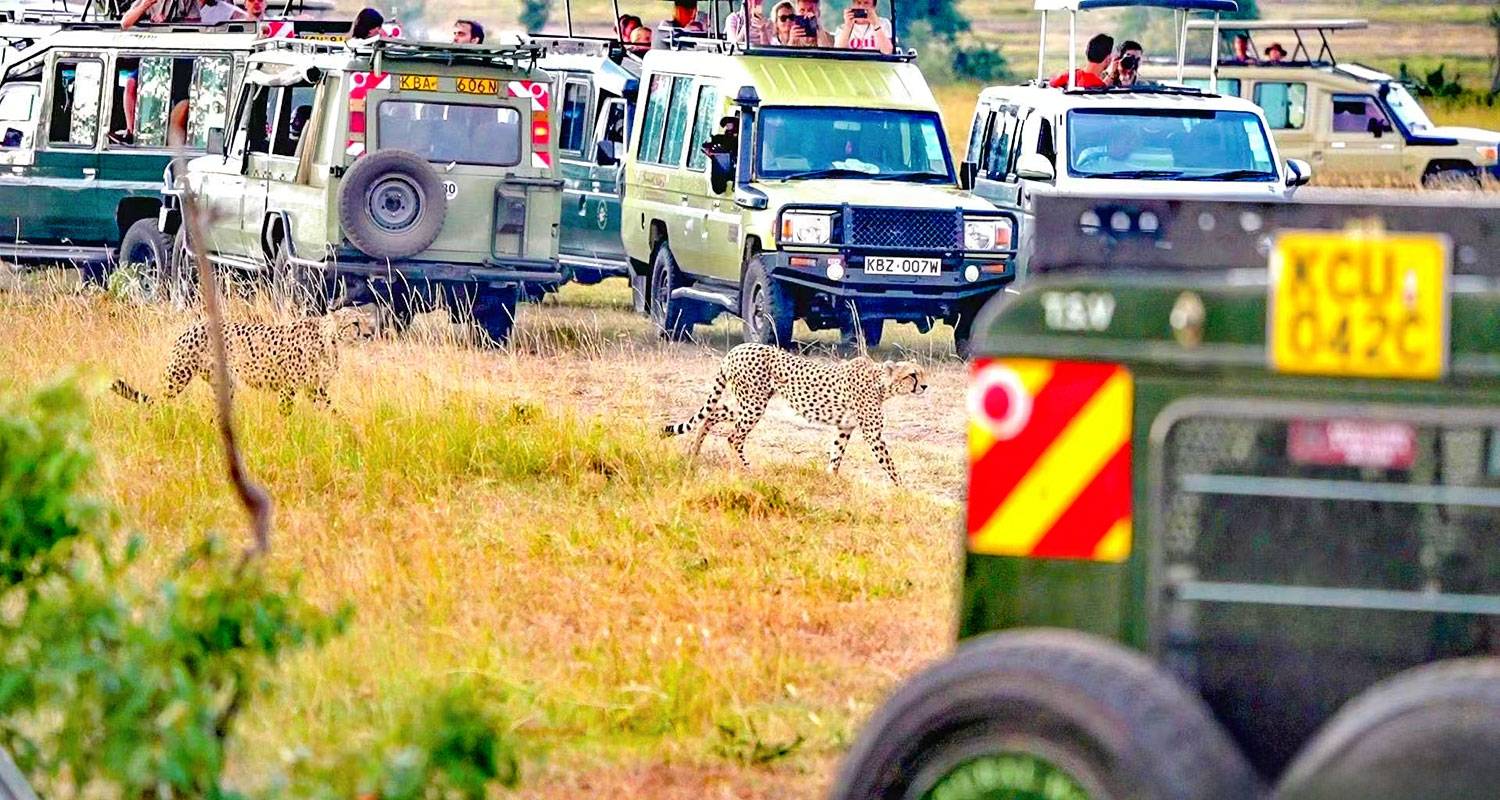 Observation des oiseaux et safari sur mesure au Kenya, départ quotidien et circuit privé - Agate Travel