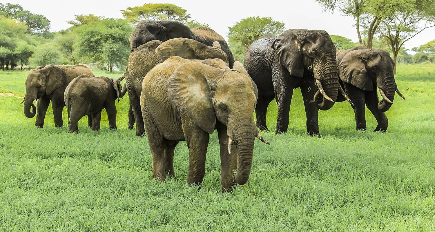 Safari de 2 jours dans le Tarangire et le cratère du Ngorongoro - Gracepatt Ecotours Kenya