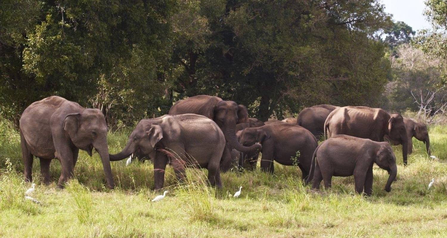 Sri Lanka Rondreizen voor Senioren