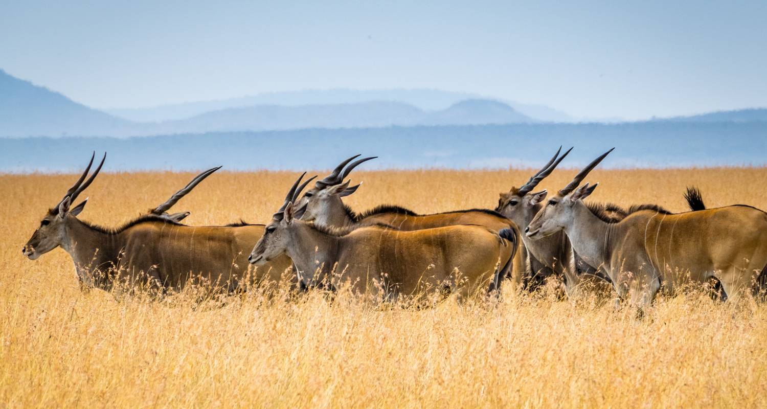 Kleine Gruppe - Masai Mara Safari (mit Land Cruiser JEEP) - Perfect Wilderness Tours And Safaris