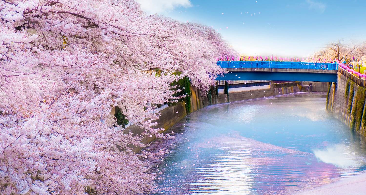 7 Days Essence Of Spring Tour Cherry Blossom Seasonal Tour From Kyoto Osaka 2021 By Japan Deluxe Tours Tourradar