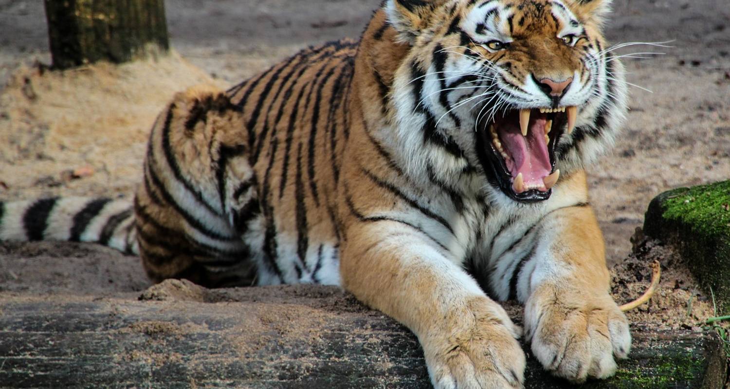 Indiens Goldenes Dreieck mit Tigern und asiatischen Löwen - Amazing India Tours