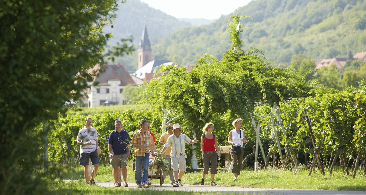 Palatinat | Voyage à vélo individuel | A travers les vignobles et la plaine du Rhin - Terranova Touristik