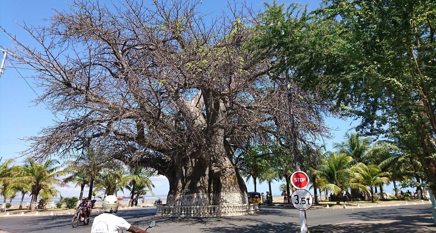 Séjour dans la ville des fleurs - Green Island Discovery