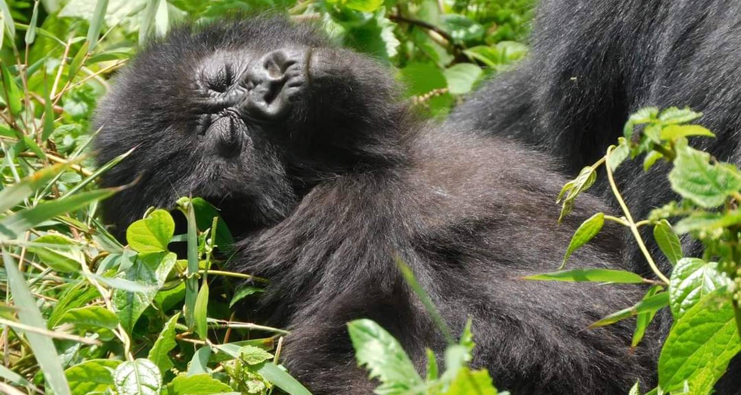 Budget Gorilla Trekking - 3 Tage - Across the Wild African Safaris