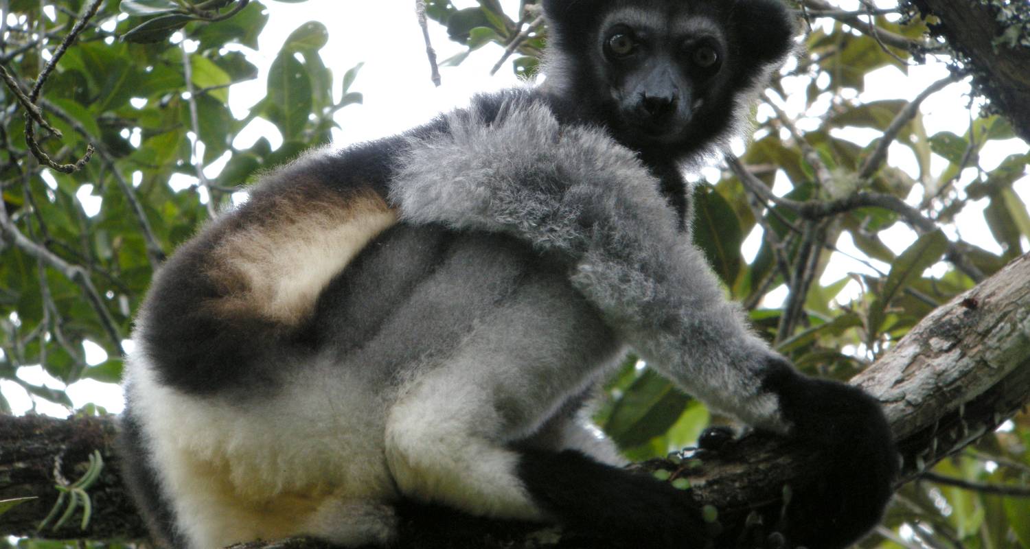 Encuentro con el Indri Indri en la reserva especial de Analamazaotra - Green Island Discovery