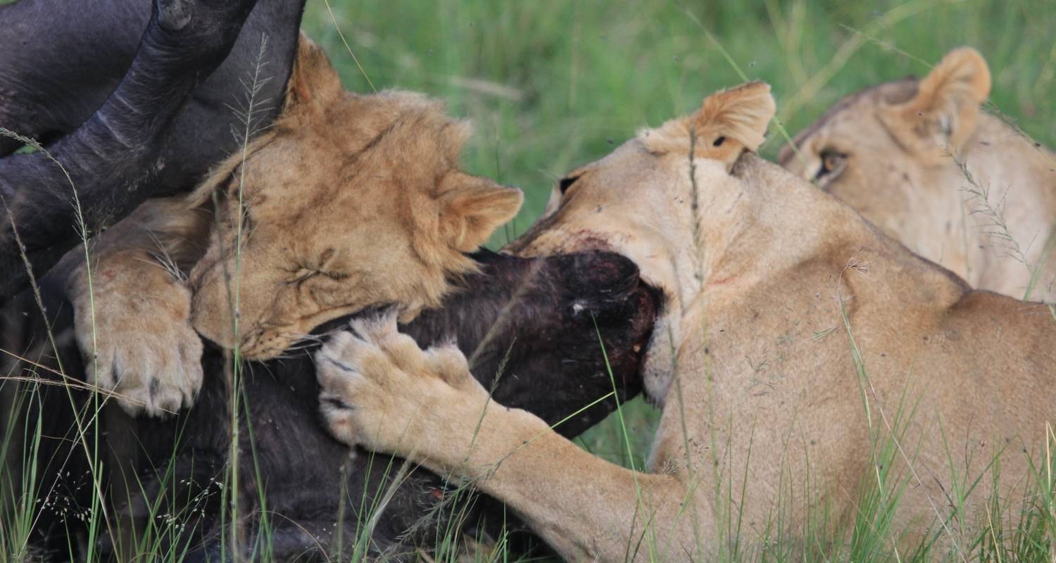 Jeep & 4wd Tours & Trips in Lake Nakuru National Park