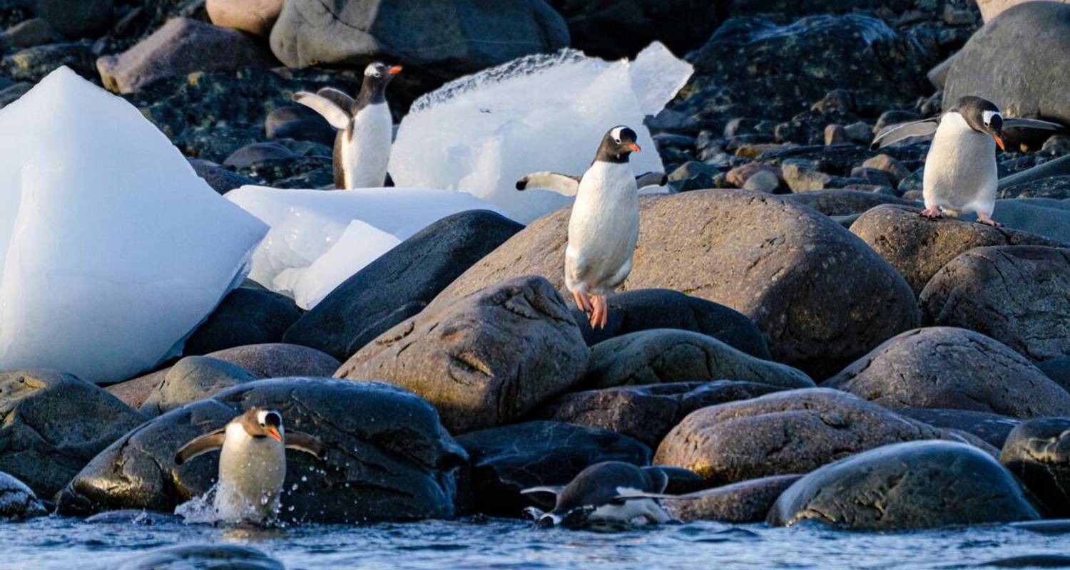 Voyage vers le cercle antarctique - Ocean Endeavour - Intrepid Travel