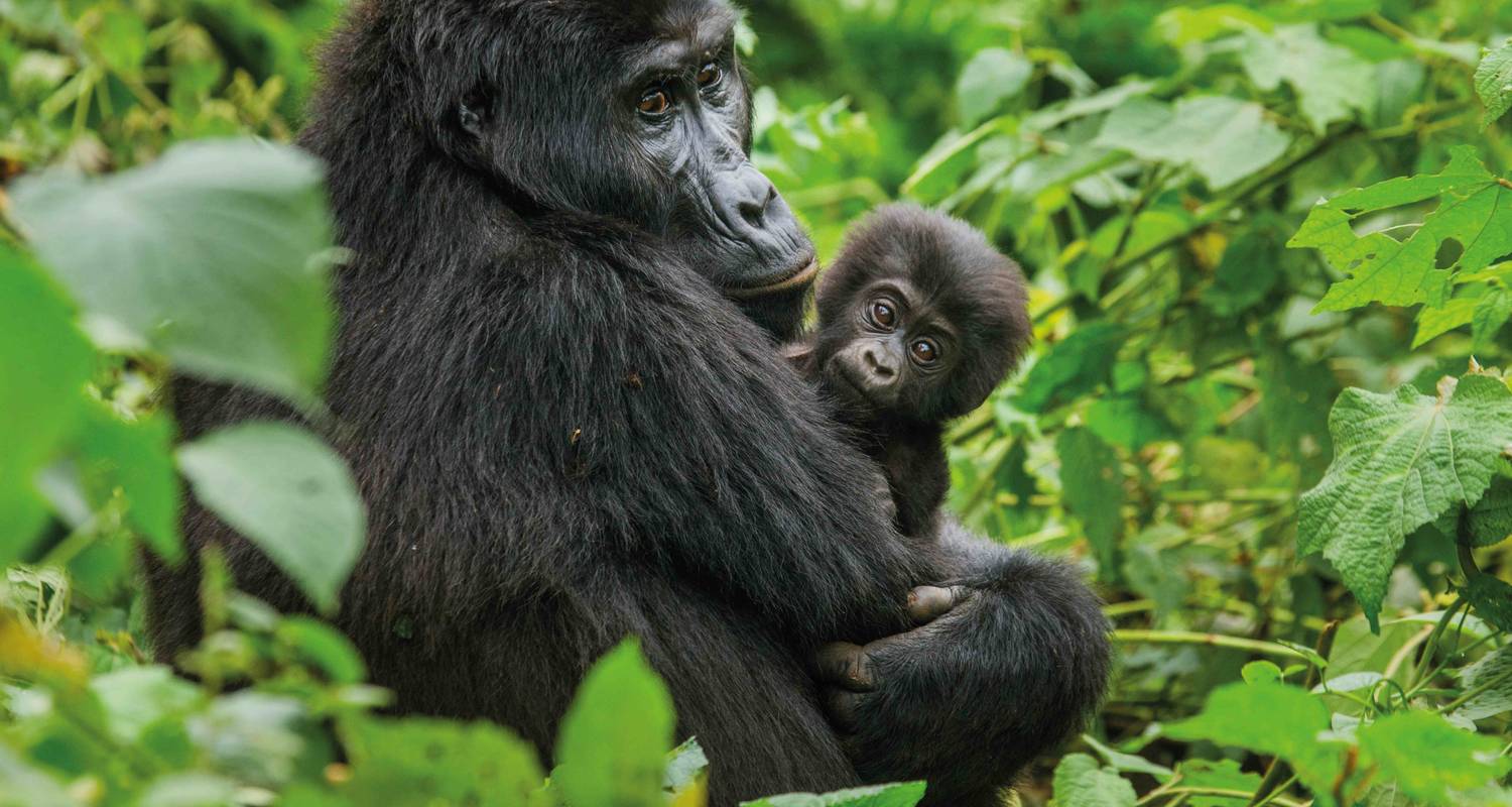 Uganda: Höhepunkte - SKR Reisen