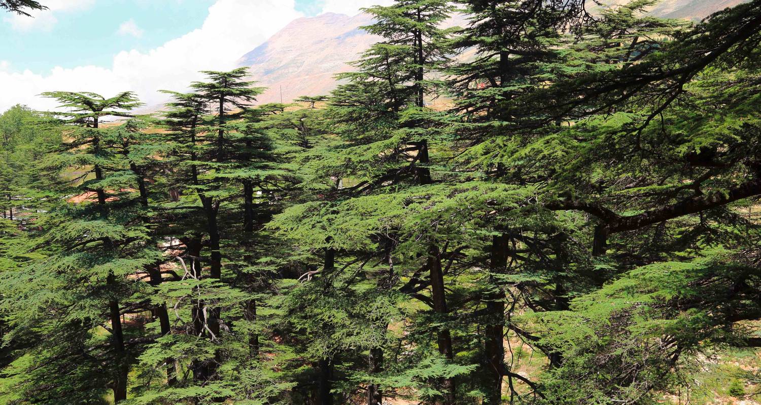 Liban : Points forts - SKR Reisen