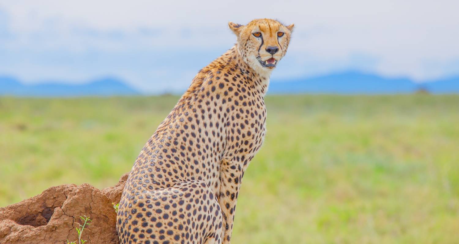 Safari de luxe au Serengeti - Big Five en Tanzanie - Zara Tours (Zara Tanzania Adventures)